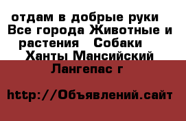 отдам в добрые руки - Все города Животные и растения » Собаки   . Ханты-Мансийский,Лангепас г.